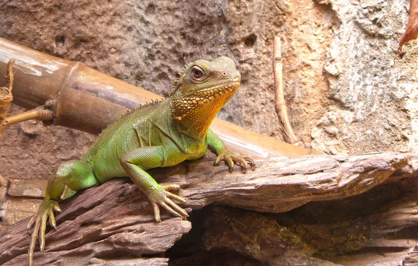 Groene kameleon — Stockfoto