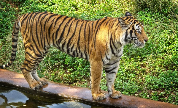 Tigre de Bengala caminando — Foto de Stock