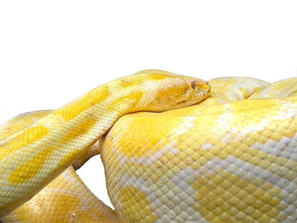 Albino snake — Stock Photo, Image