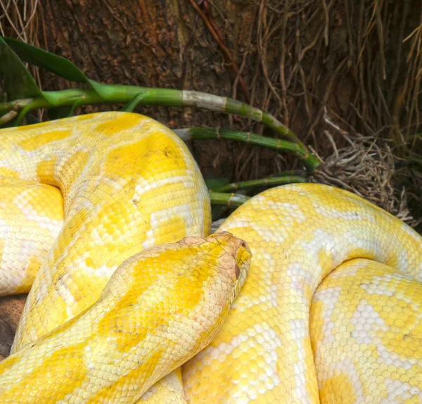 Serpiente albina — Foto de Stock