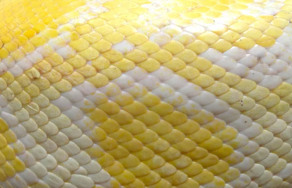 Cobra albina — Fotografia de Stock
