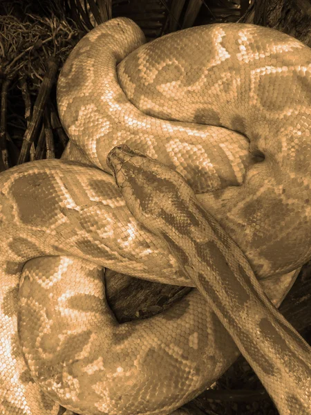 Serpente albino — Foto Stock