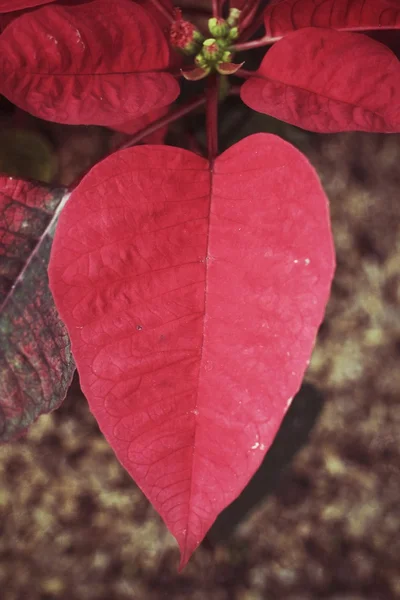 Cuore di foglia — Foto Stock