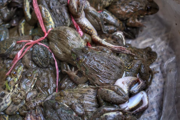 Birlikte yığılmış kurbağa — Stok fotoğraf