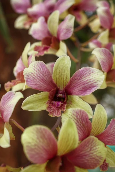 Orquídea verde e rosa — Fotografia de Stock