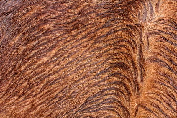 棕色马毛 — 图库照片