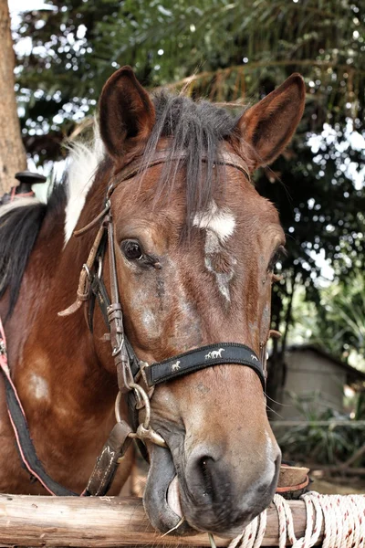 Gesicht Pferd — Stockfoto