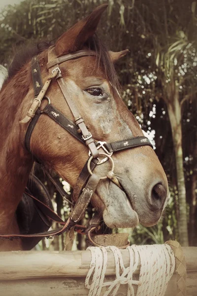 Gesicht Pferd — Stockfoto