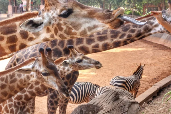 Utfodring giraff — Stockfoto