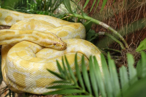 Serpente albino — Foto Stock