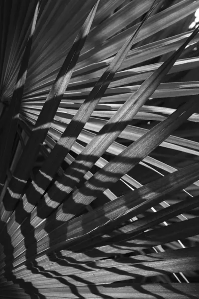 Palmenblätter — Stockfoto