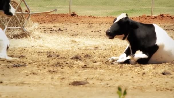 Vacas — Vídeos de Stock