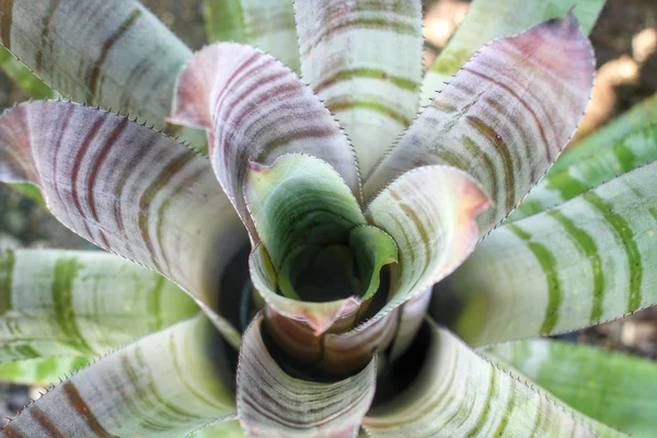 Fiori di bromeliade — Foto Stock