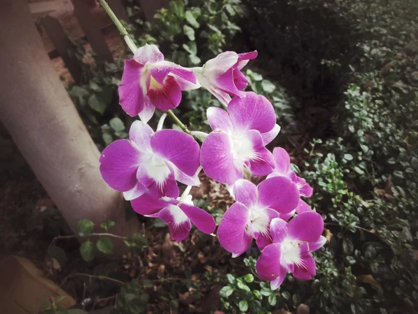 Orquídea rosa — Fotografia de Stock