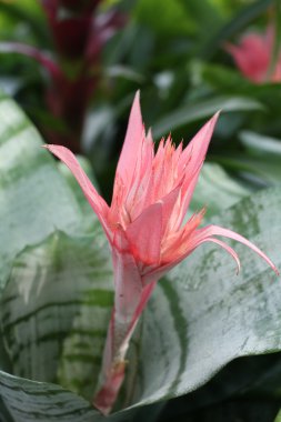 bromeliad çiçekler