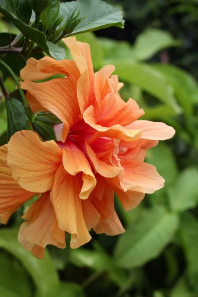 Hibiscus çiçek — Stok fotoğraf