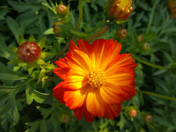 Fiori di margherita — Foto Stock