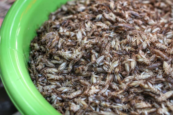 Fried crickets — Stock Photo, Image