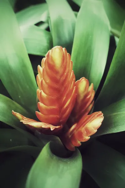 Fiori di bromeliade — Foto Stock