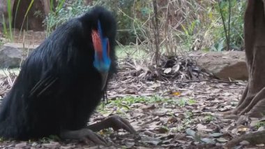 Cassowary kuş
