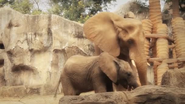 Elefante — Vídeos de Stock