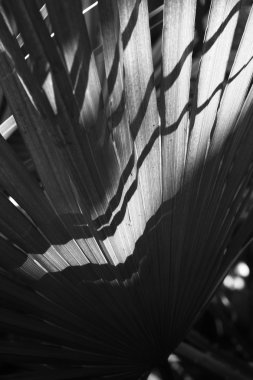 avuç içi eski yaprak adam