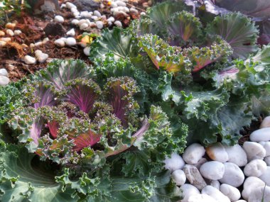 Dekoratif kıvırcık lahana