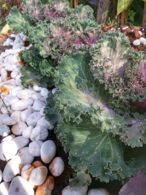 Dekoratif kıvırcık lahana