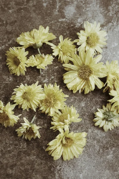 Chrysanthemum çayı — Stok fotoğraf