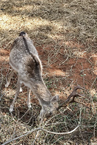 Mangiare erba di cervo sika — Foto Stock