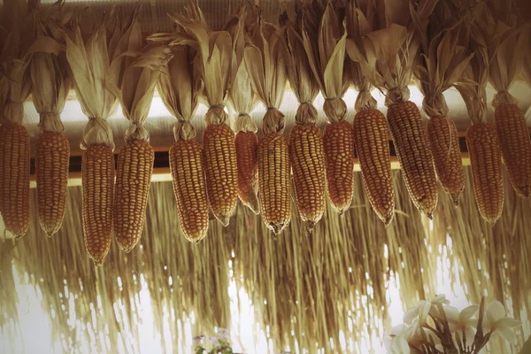 Dried cob corn — Stock Photo, Image