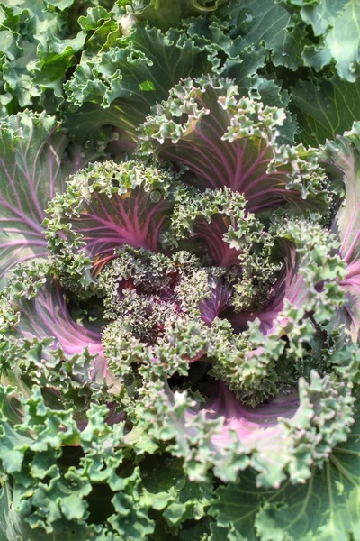 Decorative curly kale — Stock Photo, Image