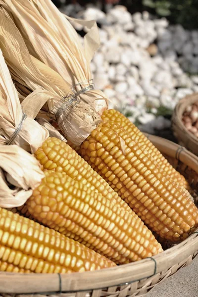 Dried cob corn — Stock Photo, Image