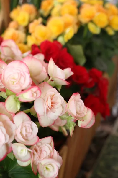 Begonia flowers — Stock Photo, Image