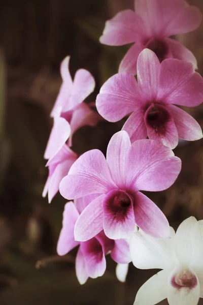 Růžové orchidej květiny. — Stock fotografie