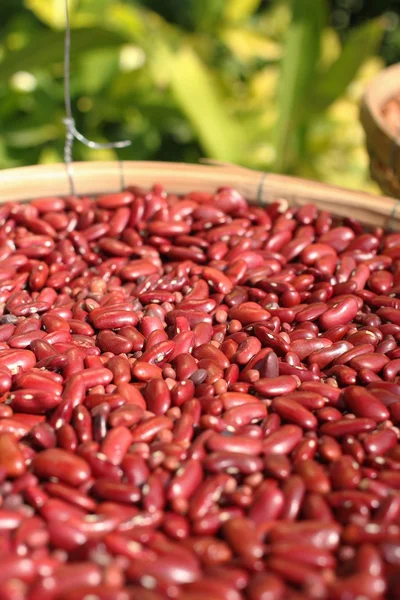 Dried red beans — Stock Photo, Image