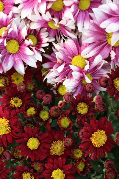 Daisy flowers — Stock Photo, Image