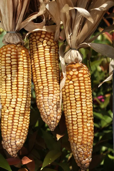 Jagung tongkol kering — Stok Foto