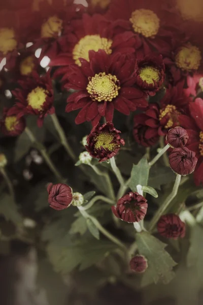 Fiori di margherita — Foto Stock