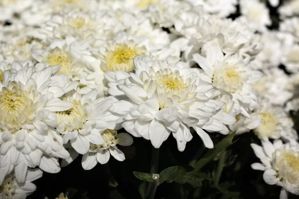 Bílé chrysanthemum — Stock fotografie