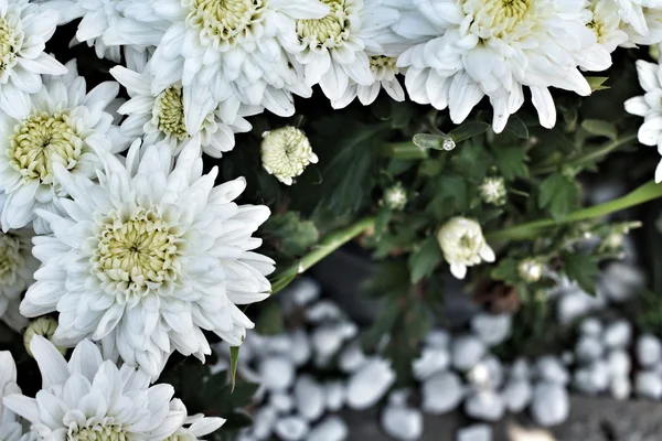 Bílé chrysanthemum — Stock fotografie