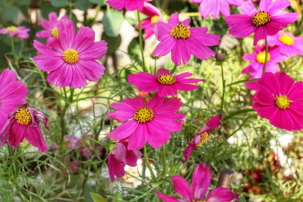 Flores de margarita — Foto de Stock