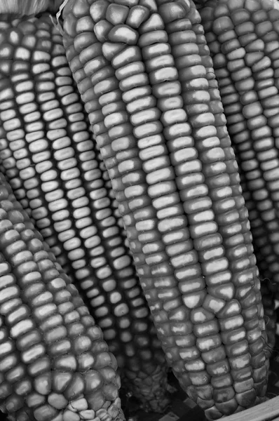 Sušené klasy kukuřice — Stock fotografie