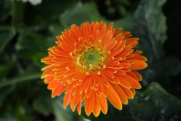 Crisantemo arancione — Foto Stock
