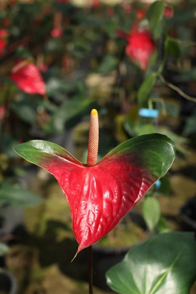 Closeup of red anthurium andreanum — Stock Photo, Image