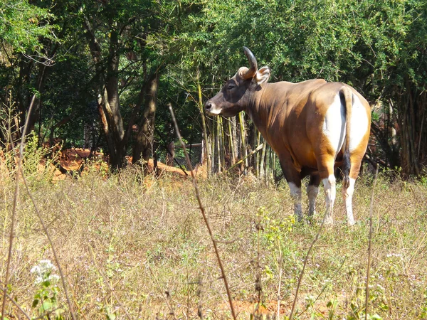 Gaur - byk — Zdjęcie stockowe