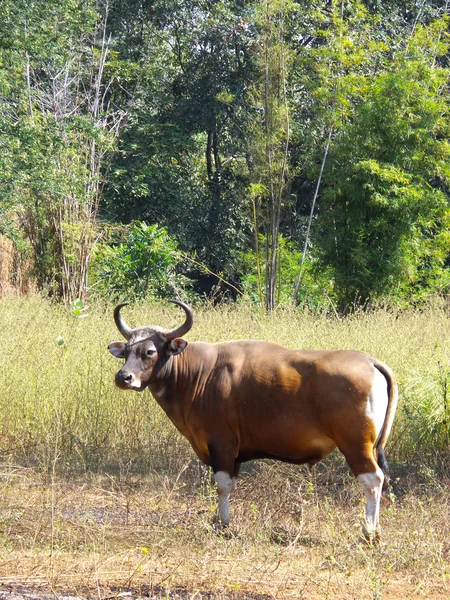 Gaur - byk — Zdjęcie stockowe