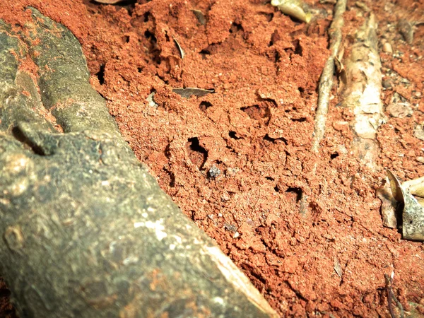 Nid de termite — Photo