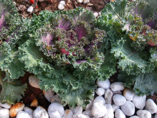 Decorative curly kale — Stock Photo, Image