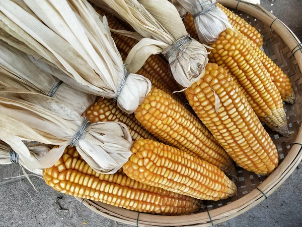 Sušené klasy kukuřice — Stock fotografie